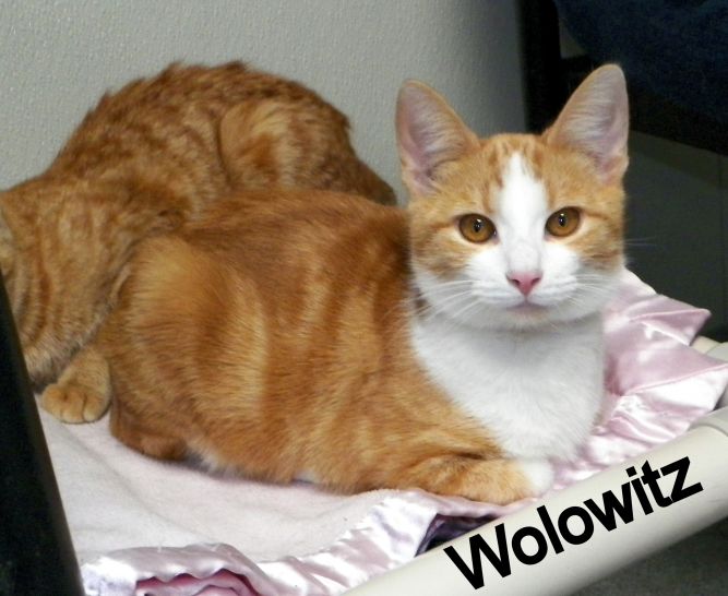 Wolowitz