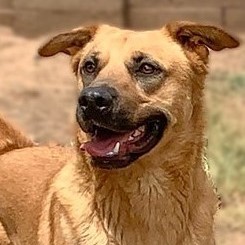 Dog For Adoption Radar A German Shepherd Dog Mix In Phoenix Az