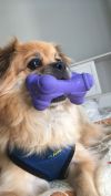 Adopt a Pomeranian | Dog Breeds | Petfinder
