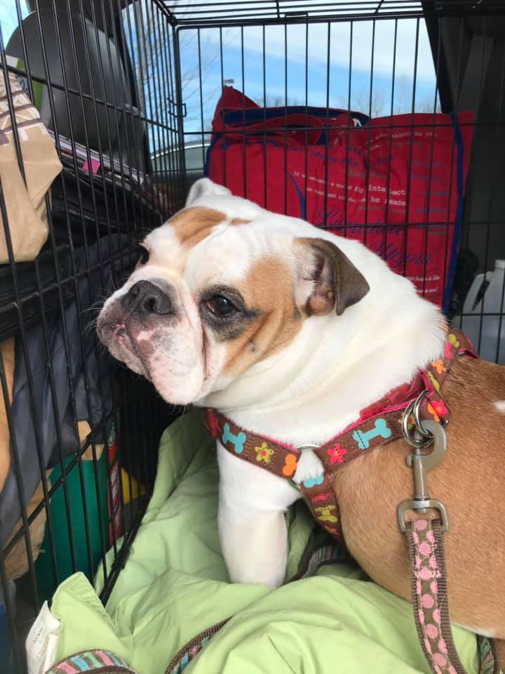 Dog for adoption Olive, an English Bulldog in Decatur