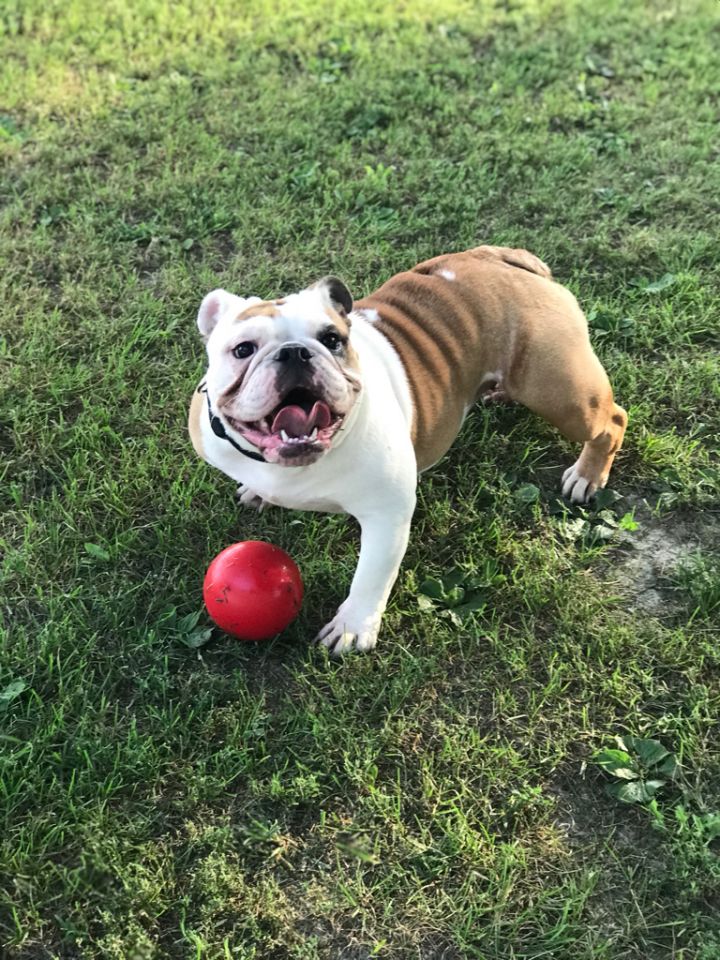 Dog For Adoption Olive An English Bulldog In Decatur Il