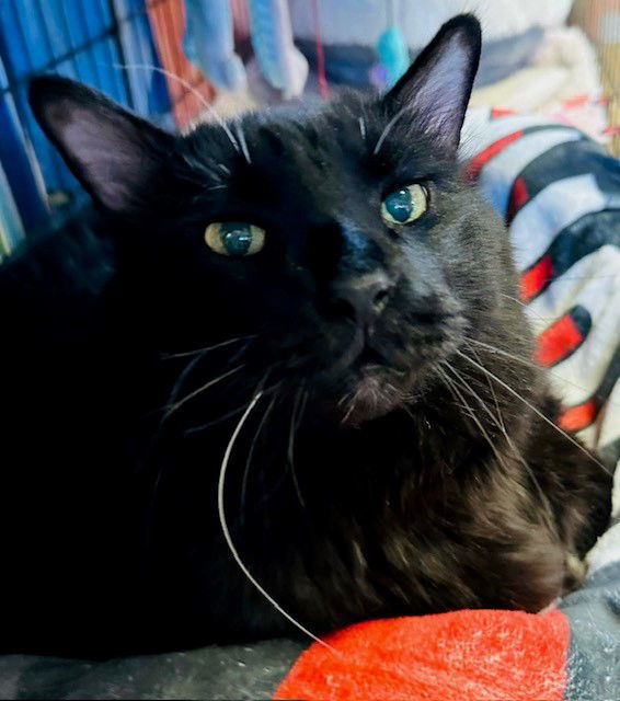 Cadfael, an adoptable Domestic Medium Hair in Eureka, MO, 63025 | Photo Image 2