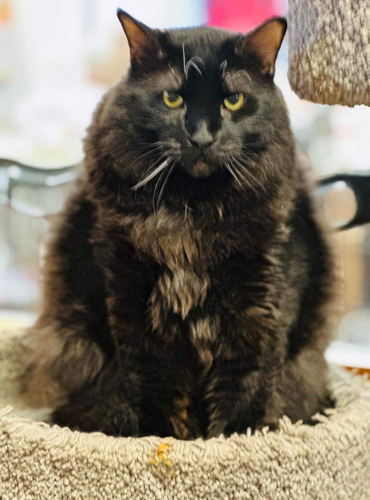 Cadfael, an adoptable Domestic Medium Hair in Eureka, MO, 63025 | Photo Image 3