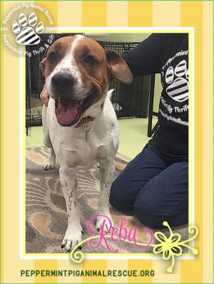 Reba ADOPTION PENDING