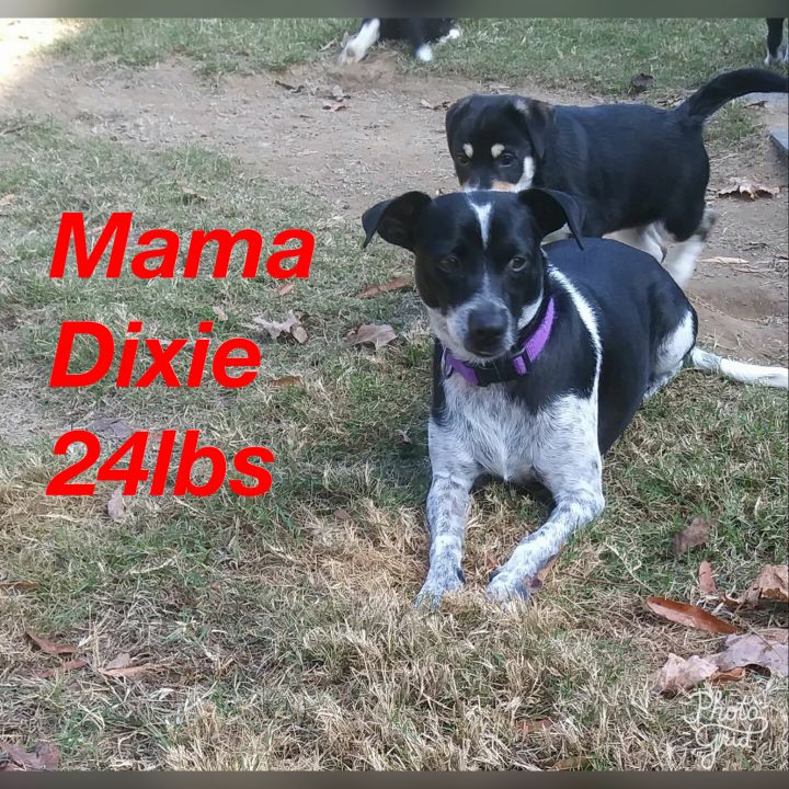 Dixie and PUPPIES 6