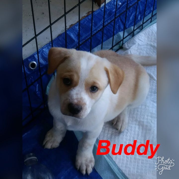 Buddy PUPPY 1