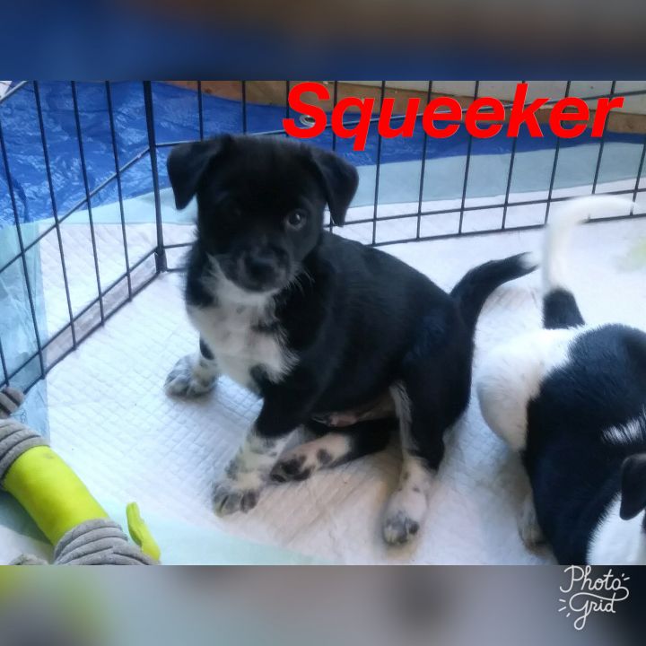 Squeeker PUPPY 1