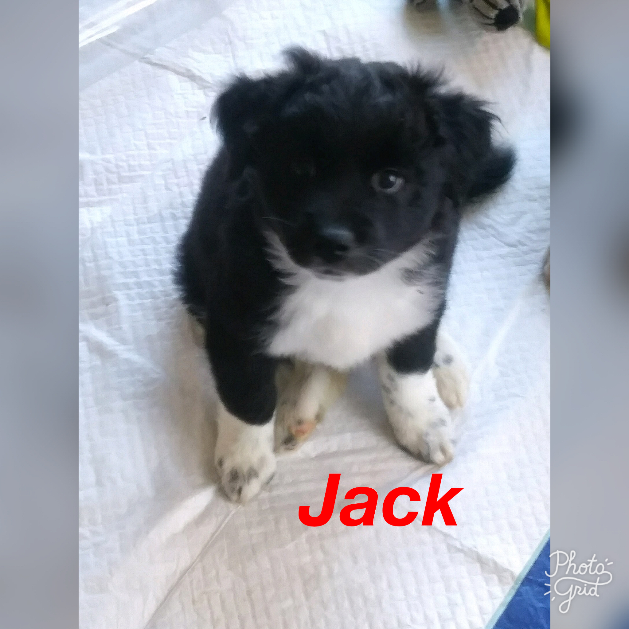 Jack Puppy detail page