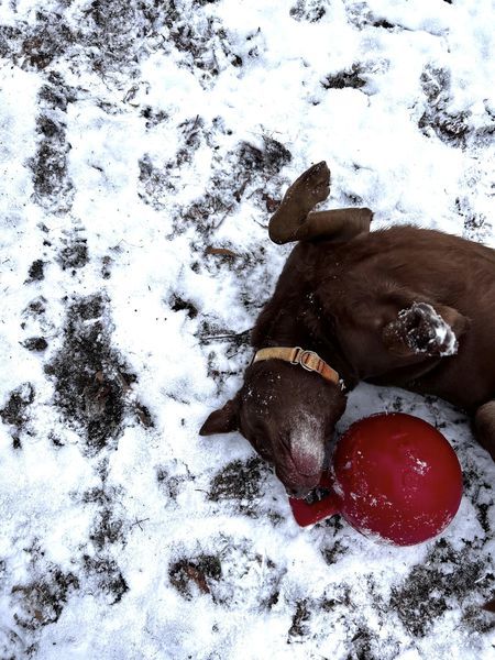 Kenya, an adoptable Labrador Retriever, Pit Bull Terrier in Potsdam, NY, 13676 | Photo Image 1