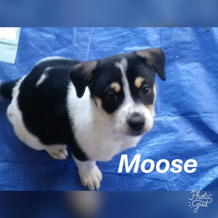 Moose PUPPY 2