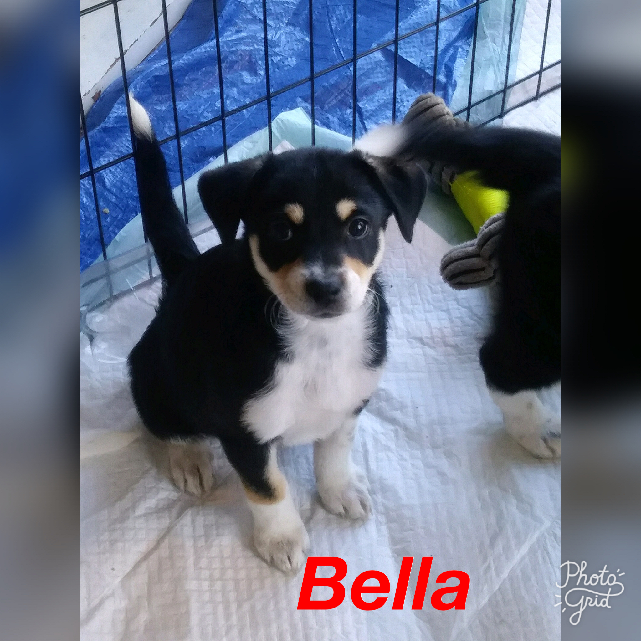Bella Puppy detail page