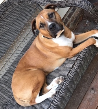 Belle, an adoptable American Bulldog, Boxer in Irmo, SC, 29063 | Photo Image 2