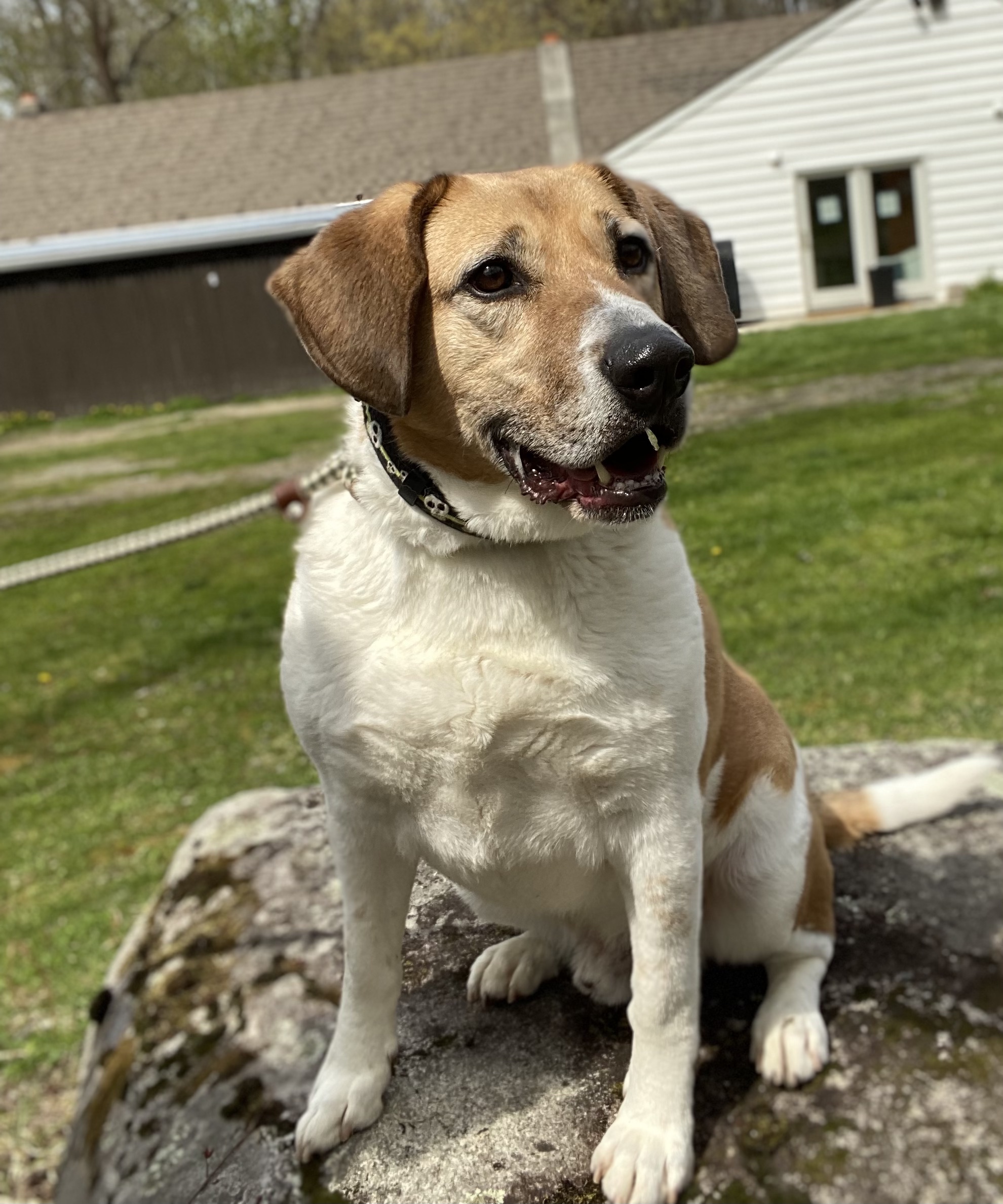 Captain, an adoptable German Shepherd Dog, Retriever in Sparta, NJ, 07871 | Photo Image 2