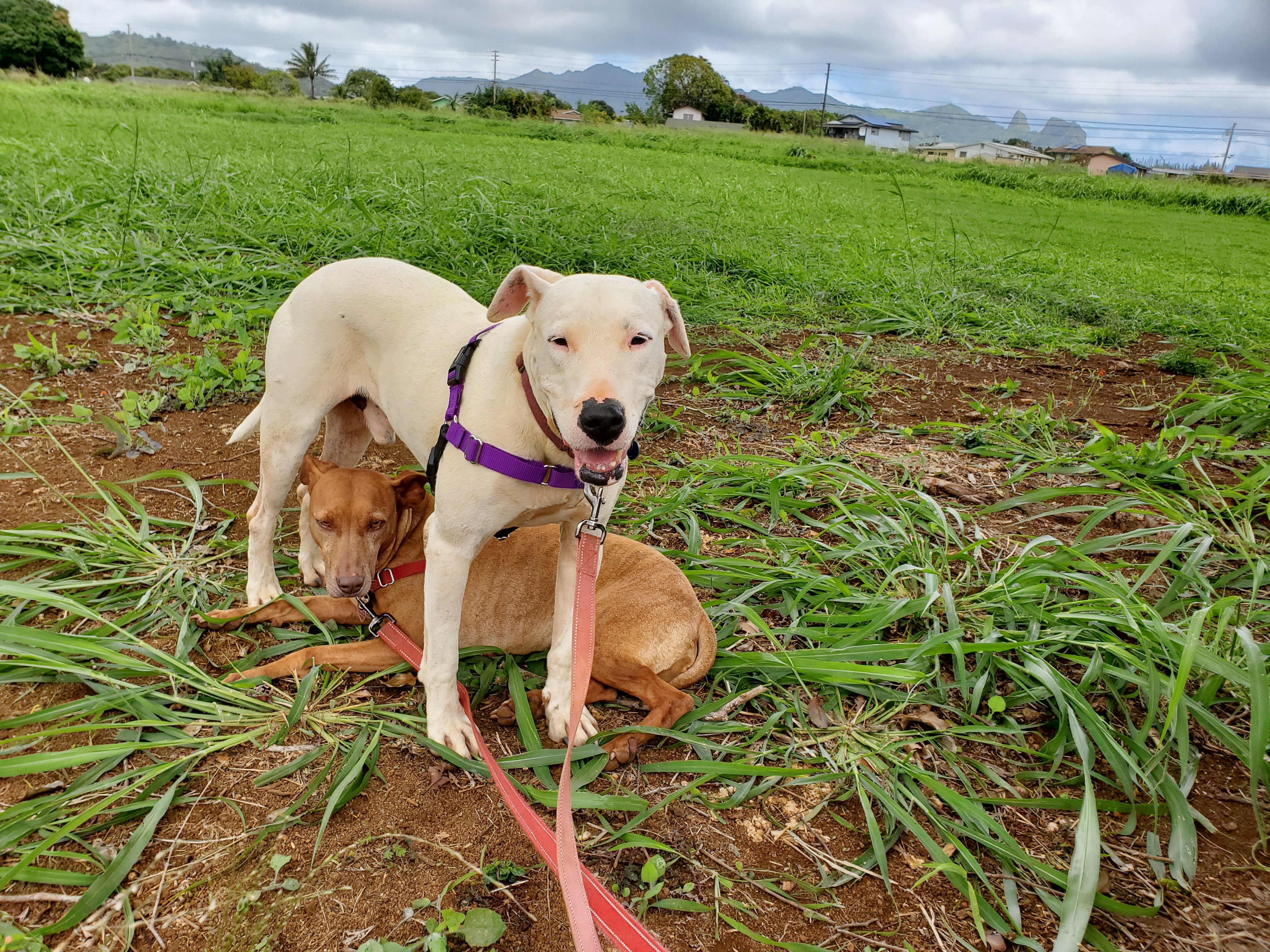 Joe Paxton, an adoptable Hound, Mixed Breed in Portland, OR, 97219 | Photo Image 4