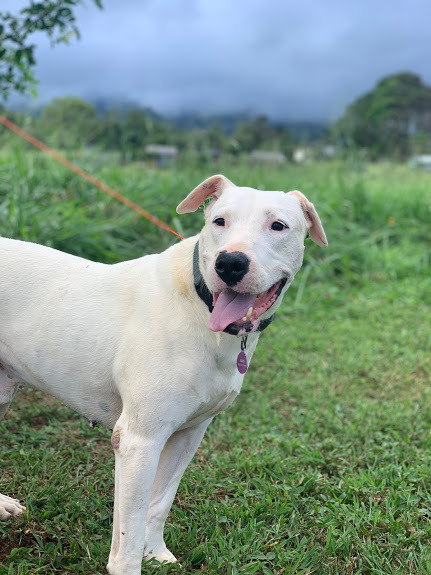 Joe Paxton, an adoptable Hound, Mixed Breed in Portland, OR, 97219 | Photo Image 6