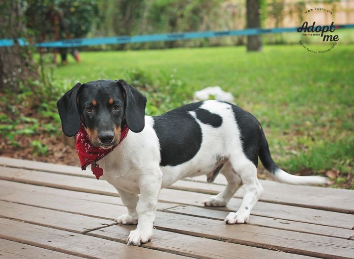 Apollo, an adopted Basset Hound & Dachshund Mix in Kingwood, TX_image-4