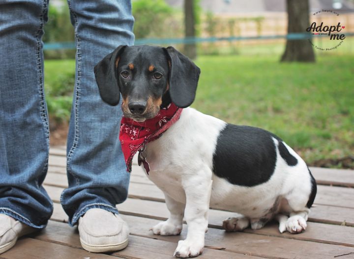 Apollo, an adopted Basset Hound & Dachshund Mix in Kingwood, TX_image-5