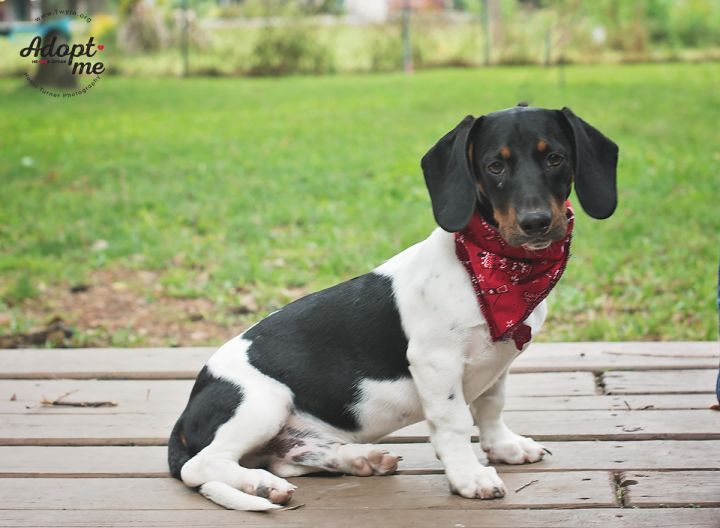 Apollo, an adopted Basset Hound & Dachshund Mix in Kingwood, TX_image-6