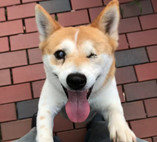 Dog For Adoption Nola A Shiba Inu Mix In Chicago Il Petfinder