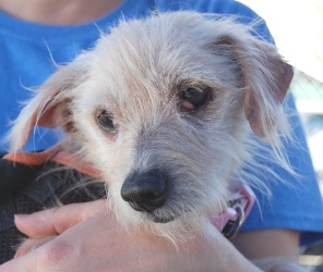 Bonnie was picked up as a stray along with Camille and Daphne also in our rescue and wound up at