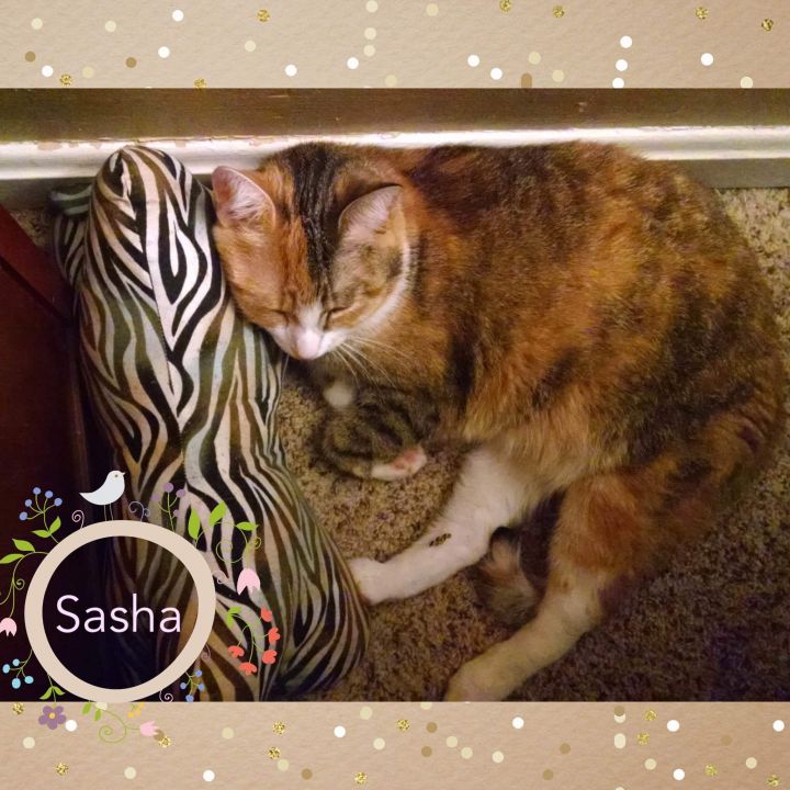 Sasha 3