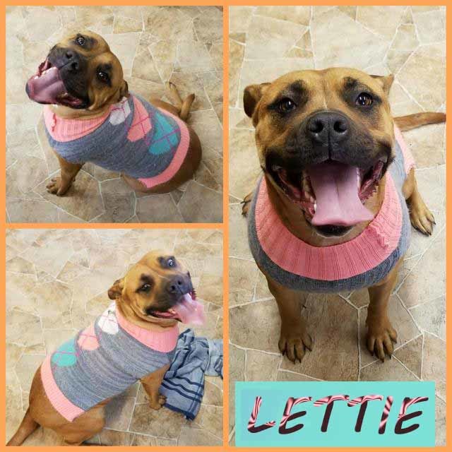 Lettie 1