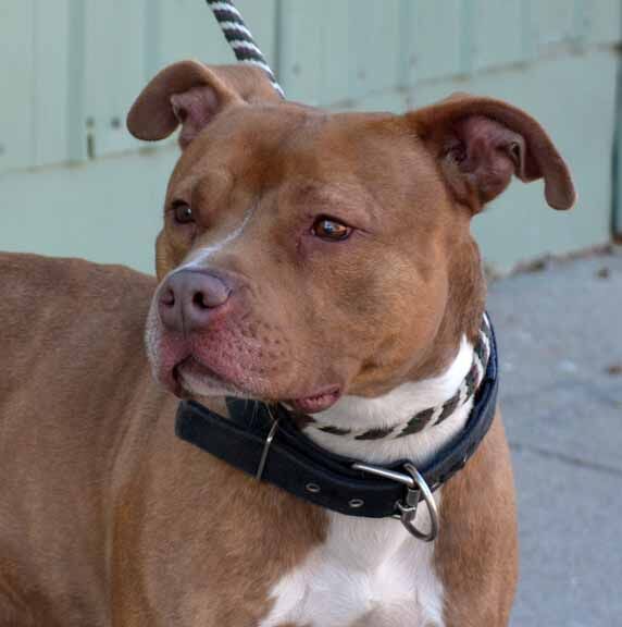 Oscar Wilde, an adoptable American Staffordshire Terrier in Martinsville, IN, 46151 | Photo Image 2