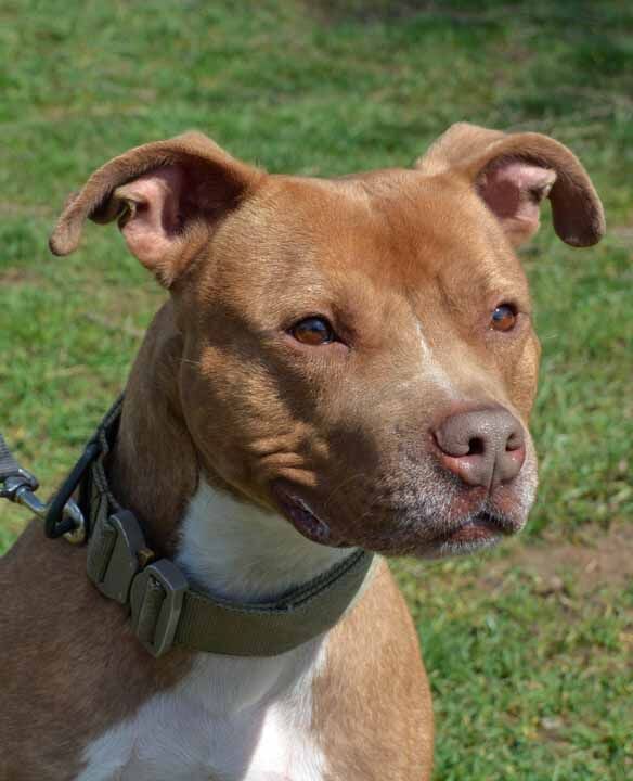 Oscar Wilde, an adoptable American Staffordshire Terrier in Martinsville, IN, 46151 | Photo Image 4