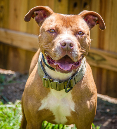 Oscar Wilde, an adoptable American Staffordshire Terrier in Martinsville, IN, 46151 | Photo Image 5