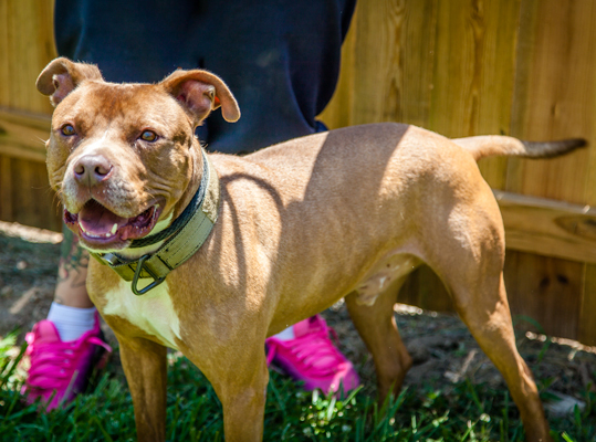 Oscar Wilde, an adoptable American Staffordshire Terrier in Martinsville, IN, 46151 | Photo Image 6