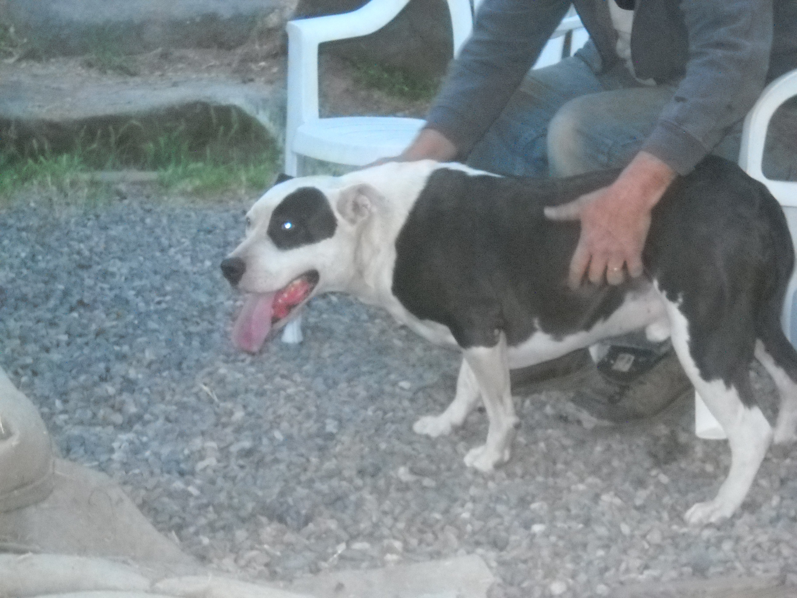 Joseph, an adoptable Pit Bull Terrier in Oakhurst, CA, 93644 | Photo Image 1