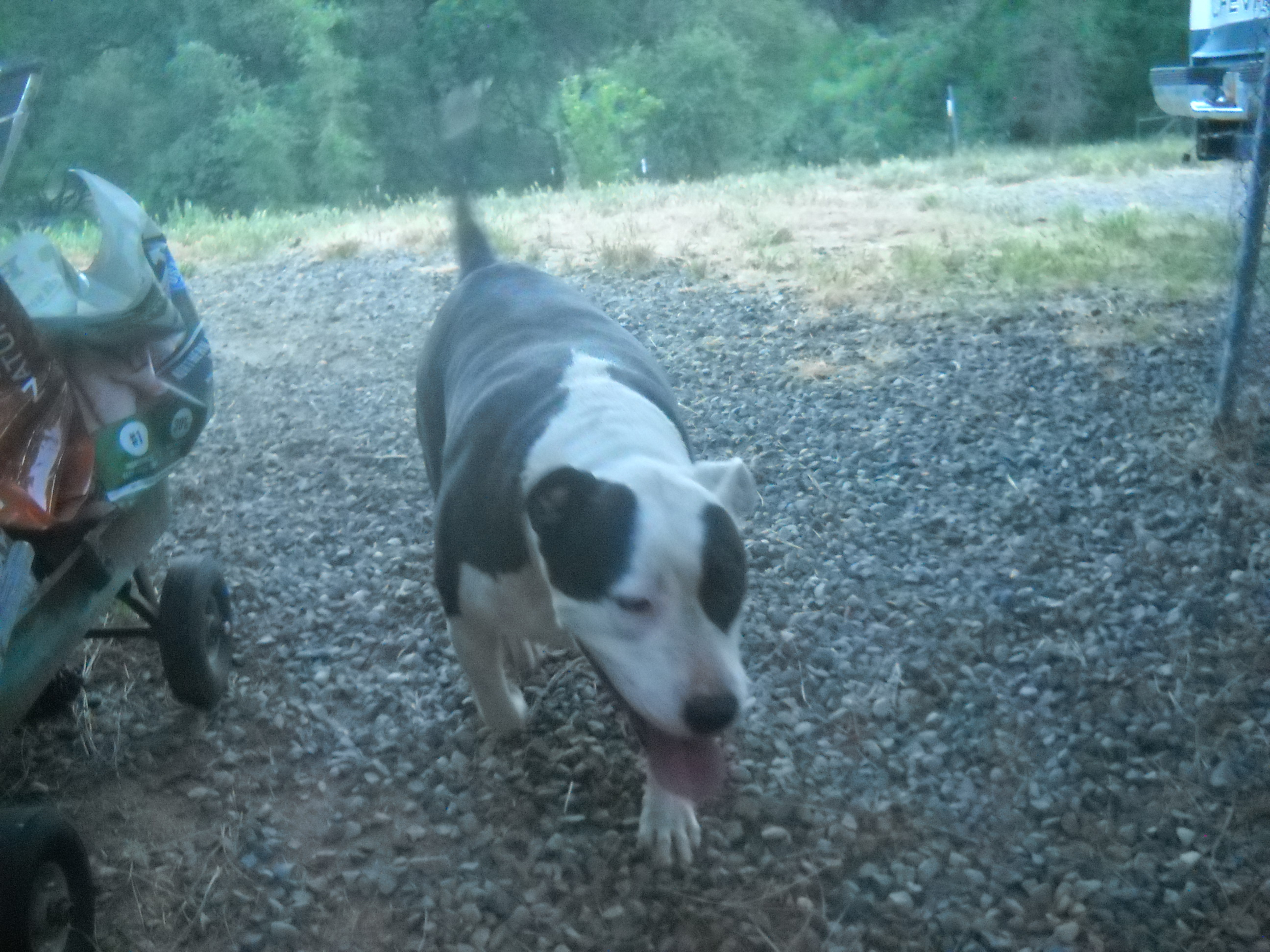 Joseph, an adoptable Pit Bull Terrier in Oakhurst, CA, 93644 | Photo Image 3