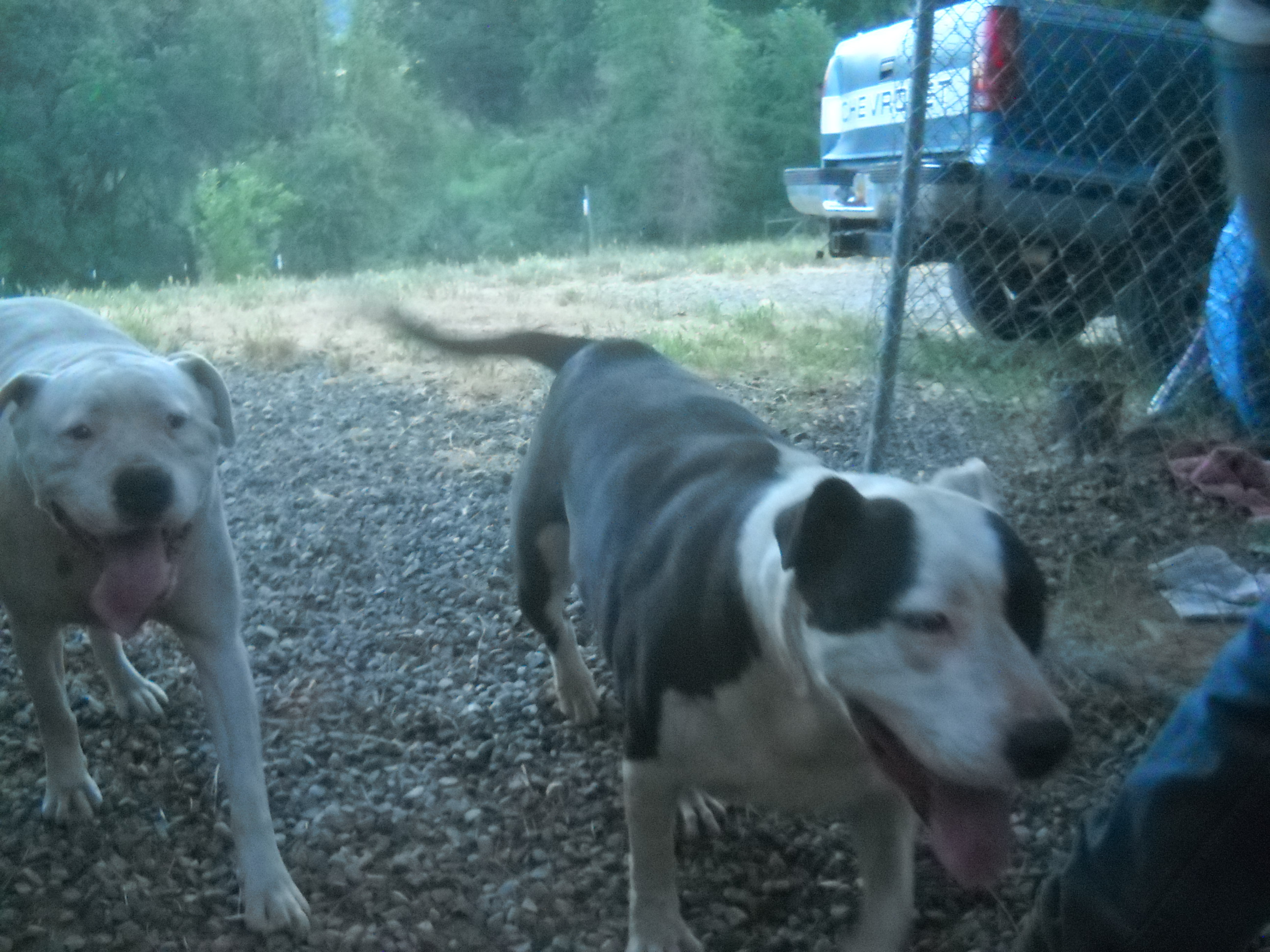Joseph, an adoptable Pit Bull Terrier in Oakhurst, CA, 93644 | Photo Image 4