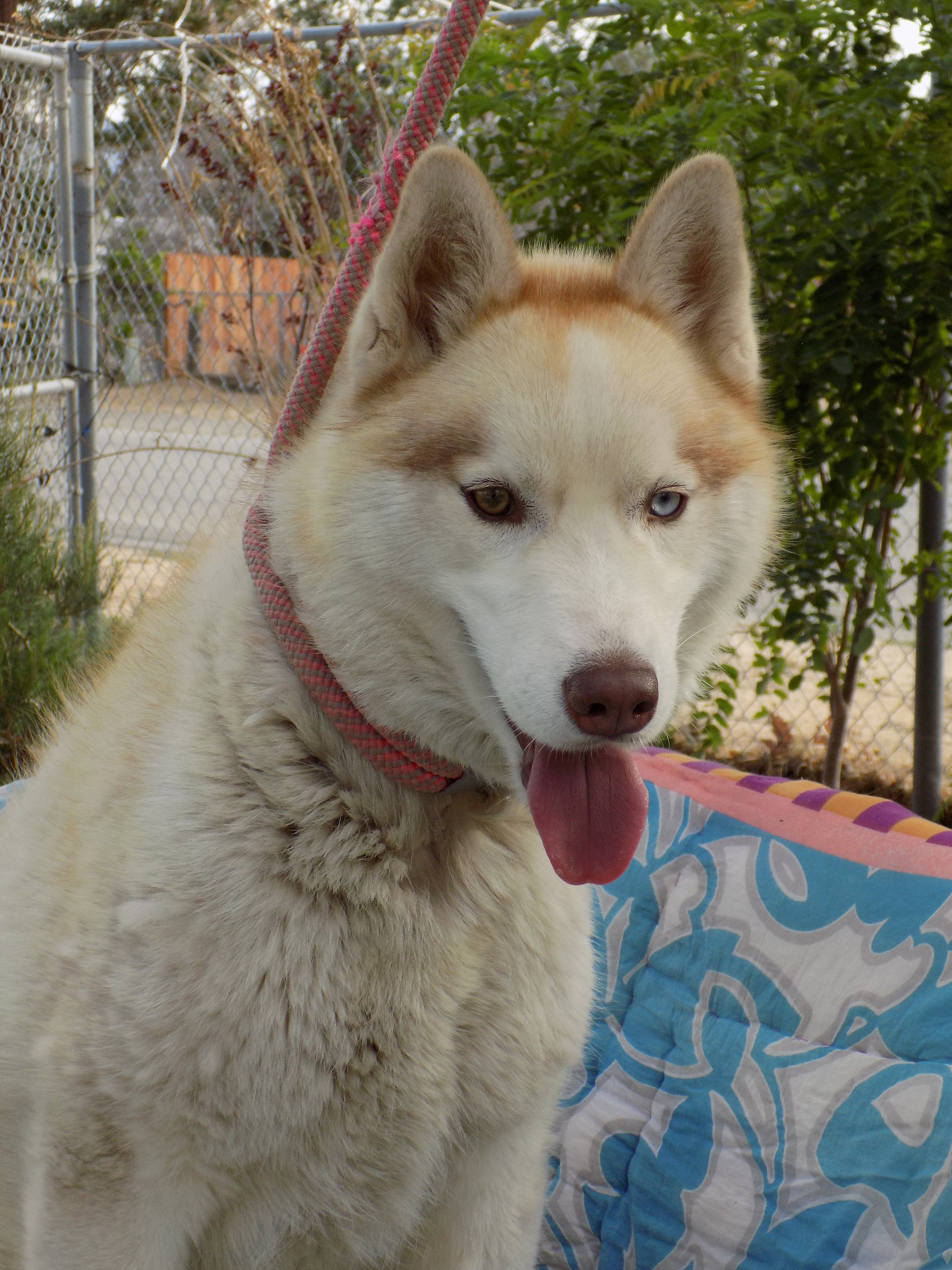CINNAMON, an adoptable Siberian Husky in Valencia, CA, 91355 | Photo Image 1