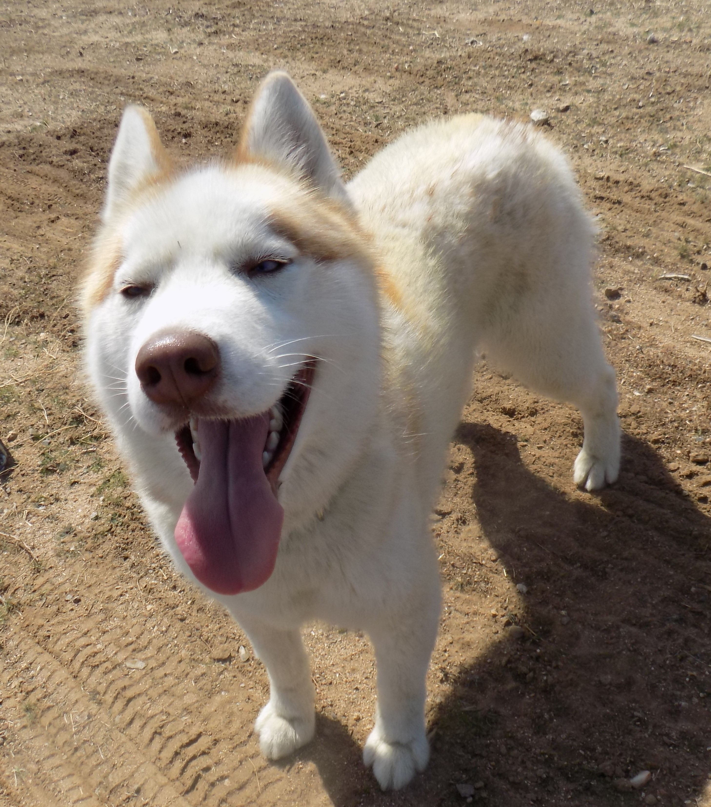 CINNAMON, an adoptable Siberian Husky in Valencia, CA, 91355 | Photo Image 3
