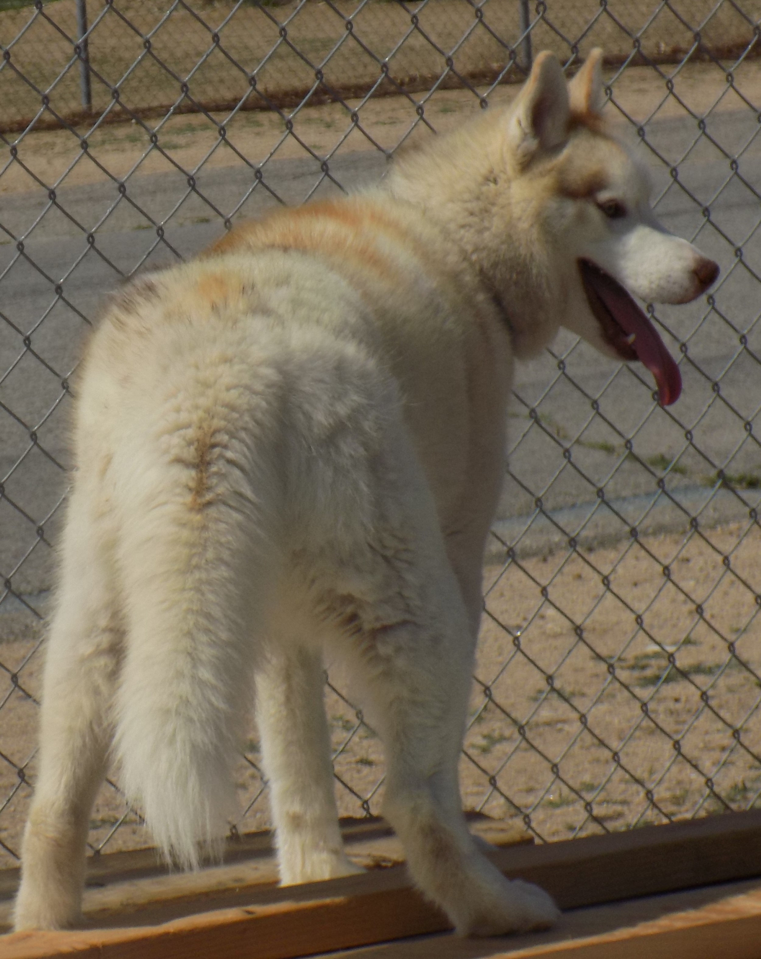 CINNAMON, an adoptable Siberian Husky in Valencia, CA, 91355 | Photo Image 4