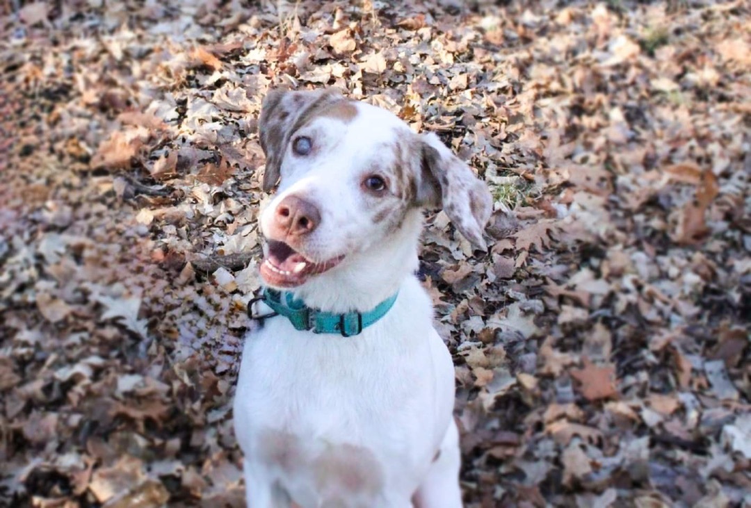 Lucky, an adoptable Catahoula Leopard Dog in Peoria, IL, 61614 | Photo Image 3