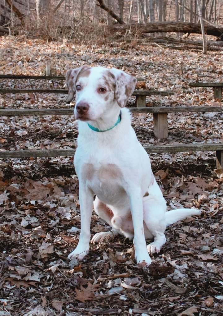 White 2024 catahoula puppy