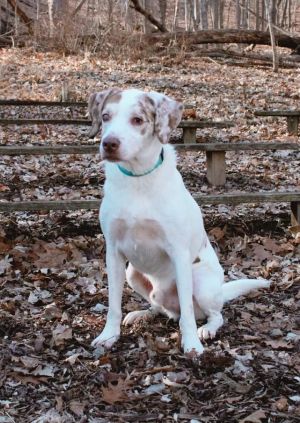 Dog for adoption - Jersey, an Australian Cattle Dog / Blue Heeler in  Peoria, IL