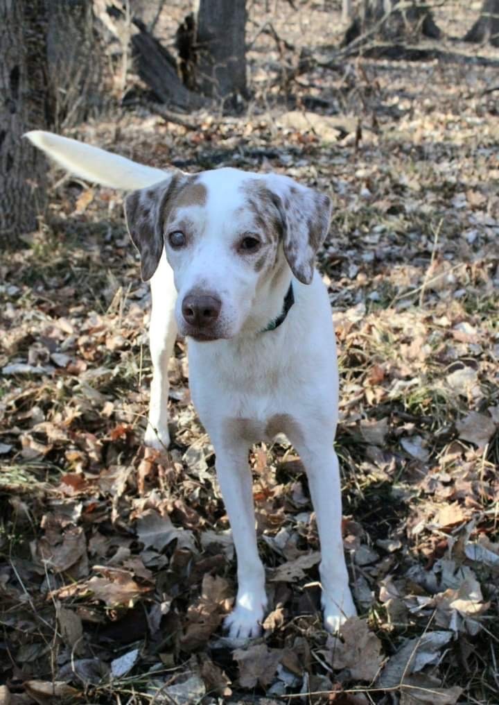 Tan catahoula hot sale leopard dog