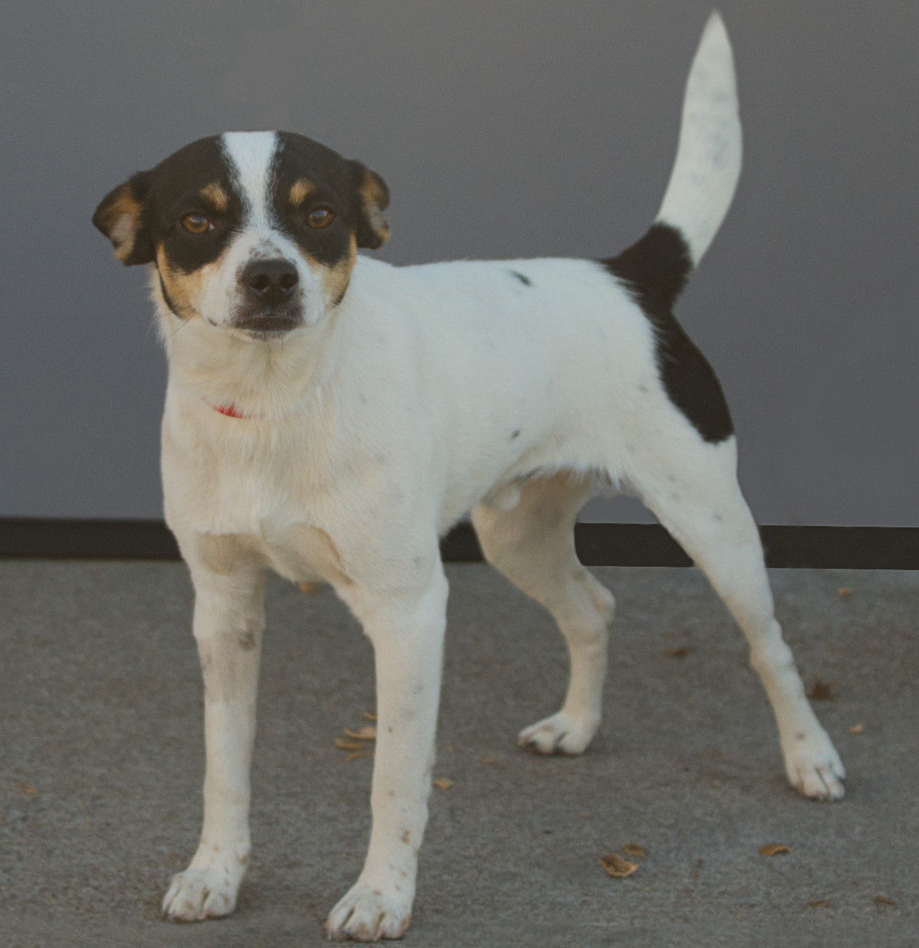Orange County Pet Adoption
