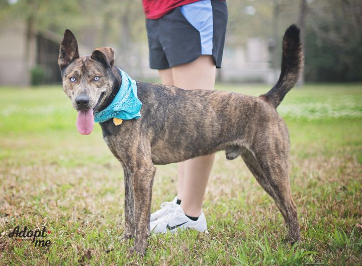 Astro, an adopted Dutch Shepherd & Husky Mix in Kingwood, TX_image-2