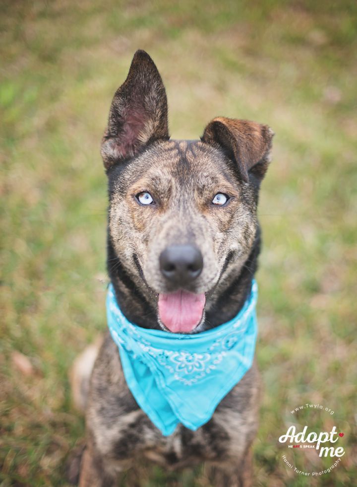 Astro, an adopted Dutch Shepherd & Husky Mix in Kingwood, TX_image-3