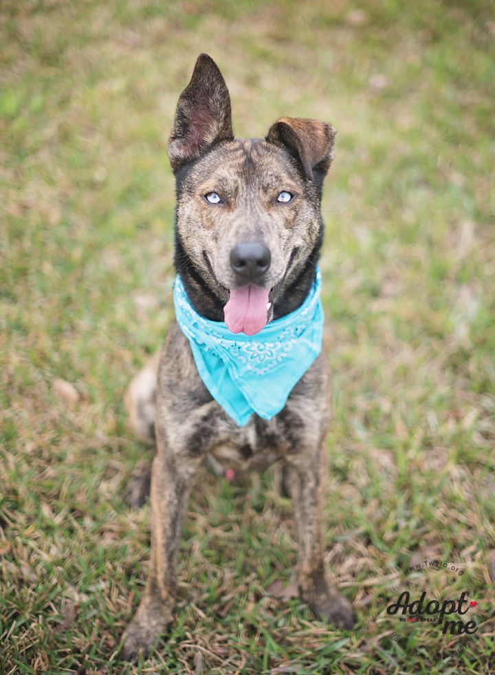Astro, an adopted Dutch Shepherd & Husky Mix in Kingwood, TX_image-4