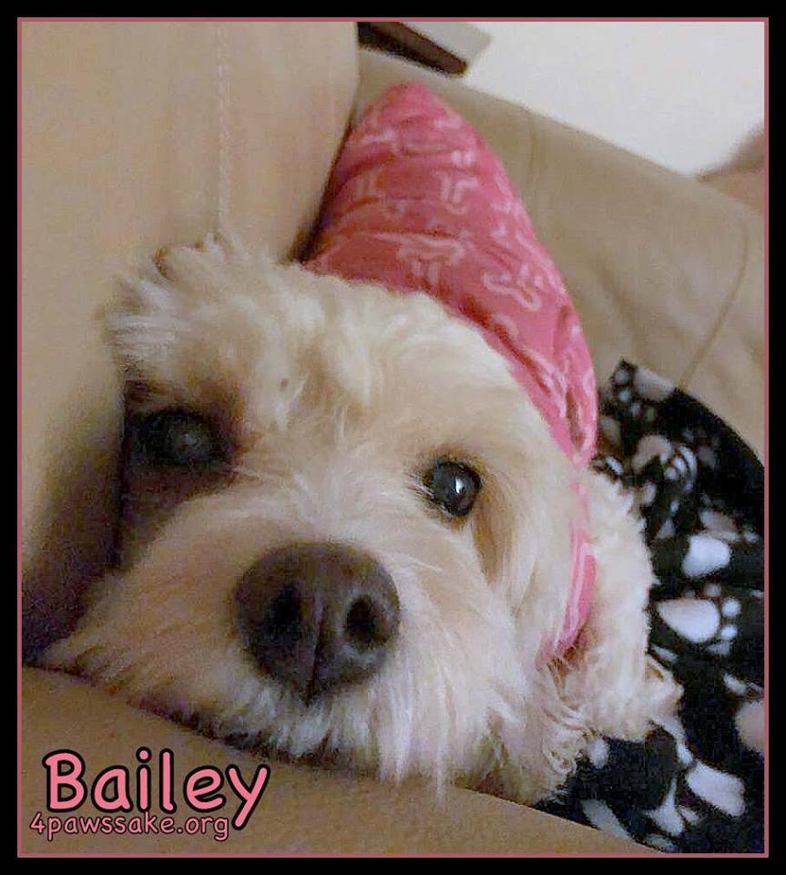 Bailey Pending detail page