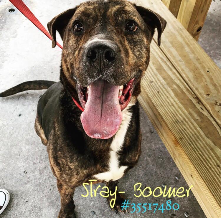 Boomer Stray Id 35517480 detail page