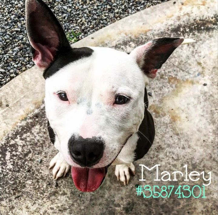 Marley - ID35874301 1