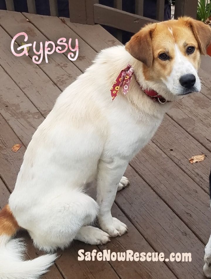Gypsy 2