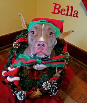 Bella-ADOPTION PENDING!!