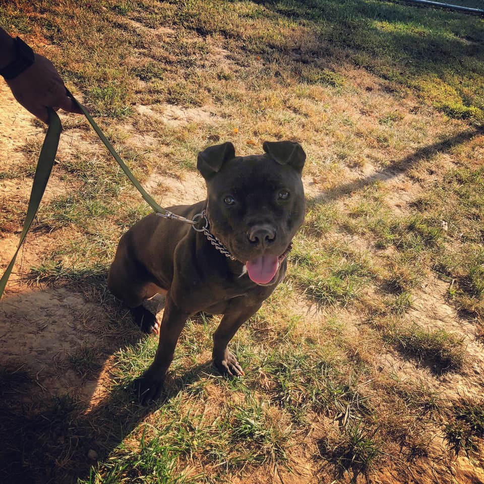 Jax, an adoptable Pit Bull Terrier in Godfrey, IL, 62035 | Photo Image 4